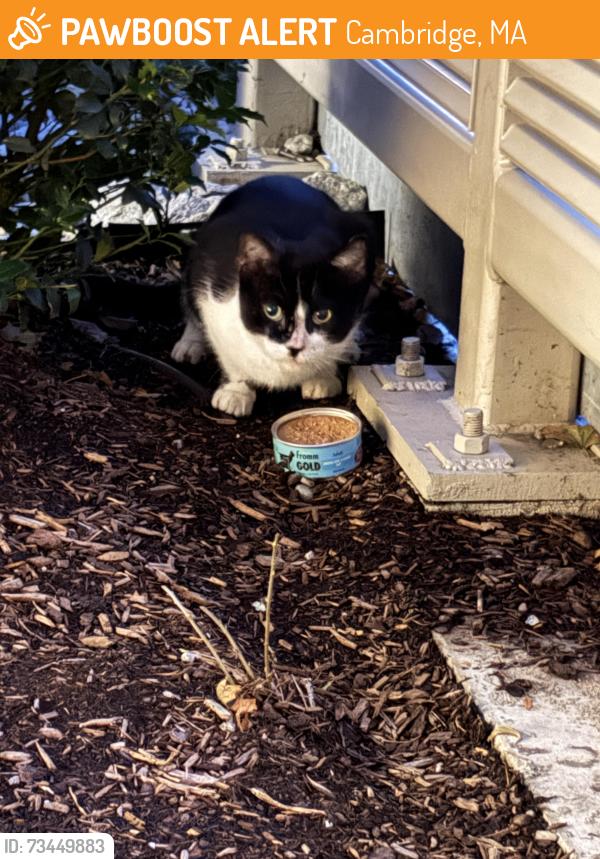 Found/Stray Unknown Cat last seen Near Cambridgepark dr side street, Cambridge, MA 02140