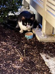Found/Stray Unknown Cat last seen Near Cambridgepark dr side street, Cambridge, MA 02140