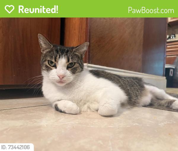 Reunited Female Cat last seen Drew Street in the neighborhood, Clearwater, FL 33765