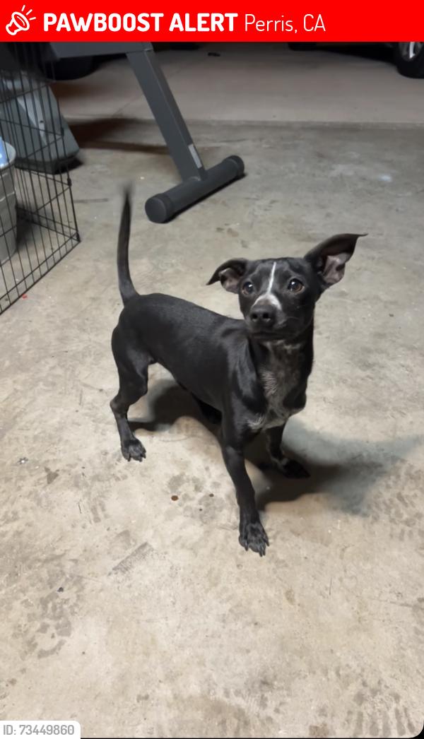 Lost Male Dog last seen Mariner dr, Perris, CA 92572