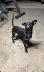 Lost Male Dog last seen Mariner dr, Perris, CA 92572
