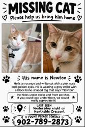 Lost Male Cat last seen Off of parkland drive, Halifax, NS 