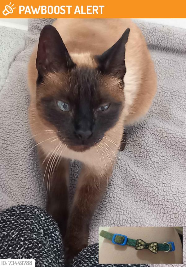 Found/Stray Female Cat last seen Was Found Near Roman Road Market, Greater London, England 