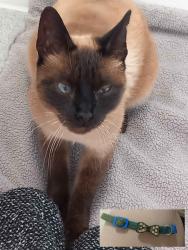 Found/Stray Female Cat last seen Was Found Near Roman Road Market, Greater London, England 