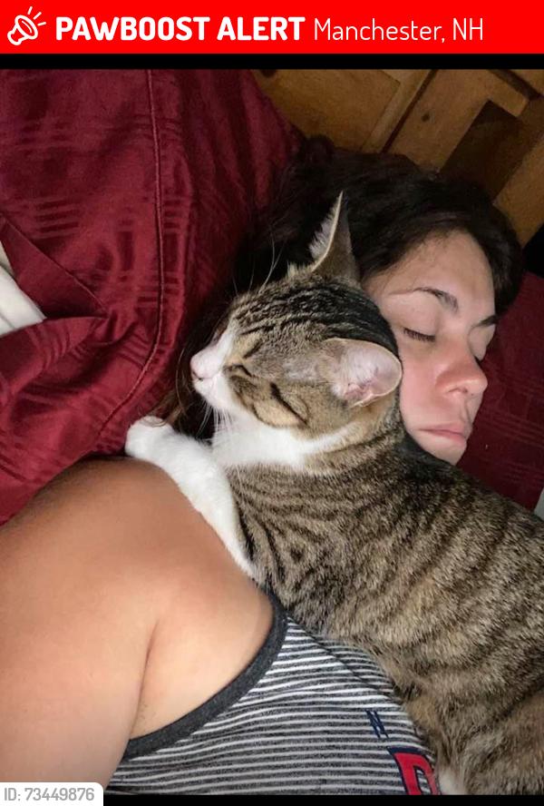 Lost Female Cat last seen Union, Manchester, NH 03104