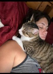 Lost Female Cat last seen Union, Manchester, NH 03104