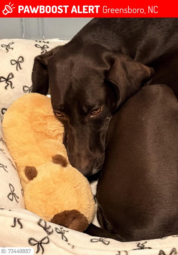 Lost Female Dog last seen Near w Florida st, Greensboro, NC 27403