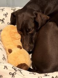 Lost Female Dog last seen Near w Florida st, Greensboro, NC 27403