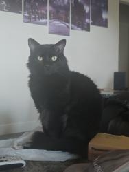 Lost Male Cat last seen Colonial hill rd, Abilene, TX 79602