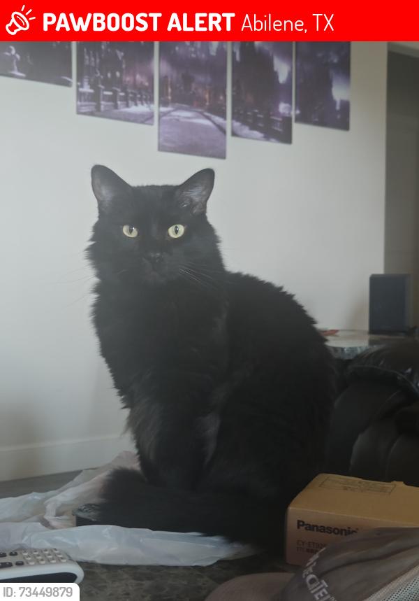Lost Male Cat last seen Colonial hill rd, Abilene, TX 79602