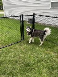 Found/Stray Male Dog last seen Alexia and Sandcherry Drive, Lawrence, IN 46226