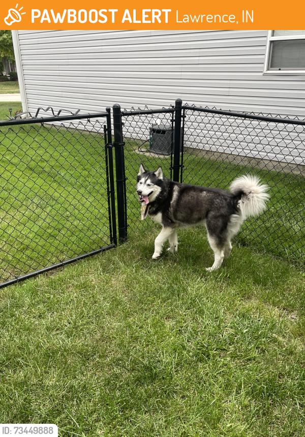 Found/Stray Male Dog last seen Alexia and Sandcherry Drive, Lawrence, IN 46226