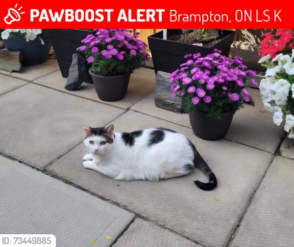 Lost Male Cat last seen North Park & Mackay St (Near Sobeys plaza), Brampton, ON L6S 3K2