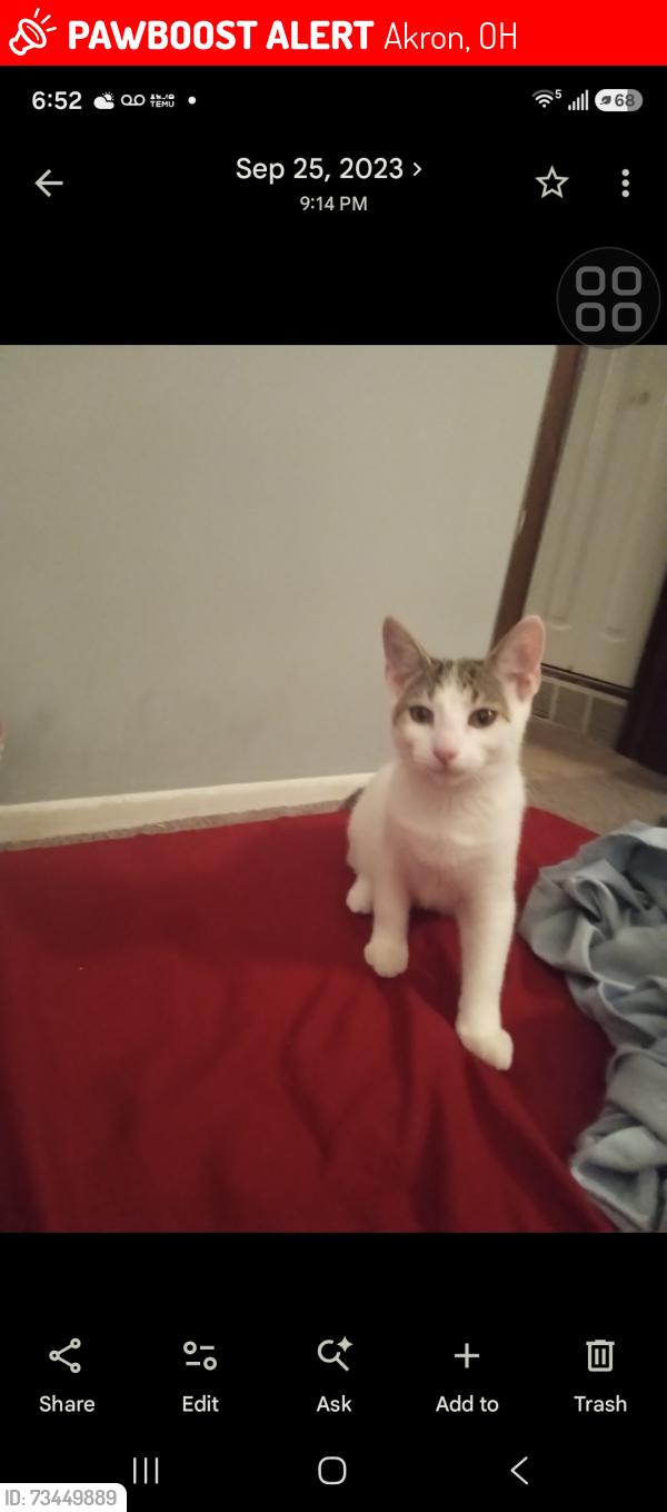 Lost Female Cat last seen Waterloo rd & S Main Street, Akron, OH 44319