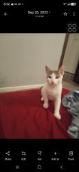 Lost Female Cat last seen Waterloo rd & S Main Street, Akron, OH 44319