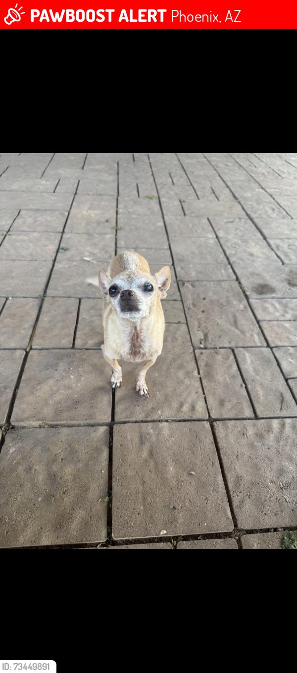 Lost Female Dog last seen 63rd and Indian School, Phoenix, AZ 85033