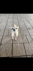 Lost Female Dog last seen 63rd and Indian School, Phoenix, AZ 85033
