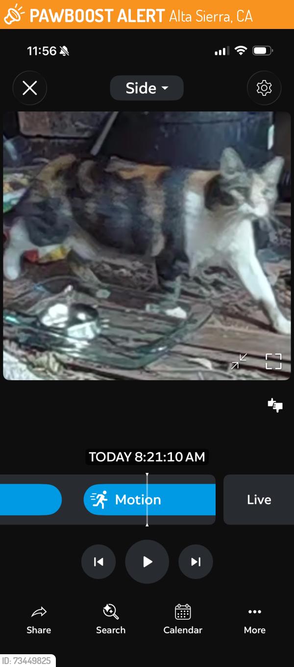 Found/Stray Unknown Cat last seen Ragan Way, Alta Sierra, CA 95949