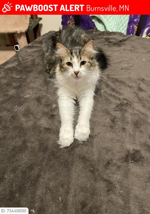 Lost Female Cat last seen Cliff Road & Hwy 13, Burnsville, MN 55337