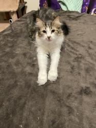 Lost Female Cat last seen Cliff Road & Hwy 13, Burnsville, MN 55337