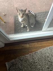 Found/Stray Male Cat last seen SE Division and 182nd, Gresham, OR 97233