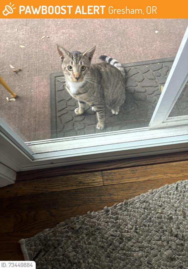 Found/Stray Male Cat last seen SE Division and 182nd, Gresham, OR 97233