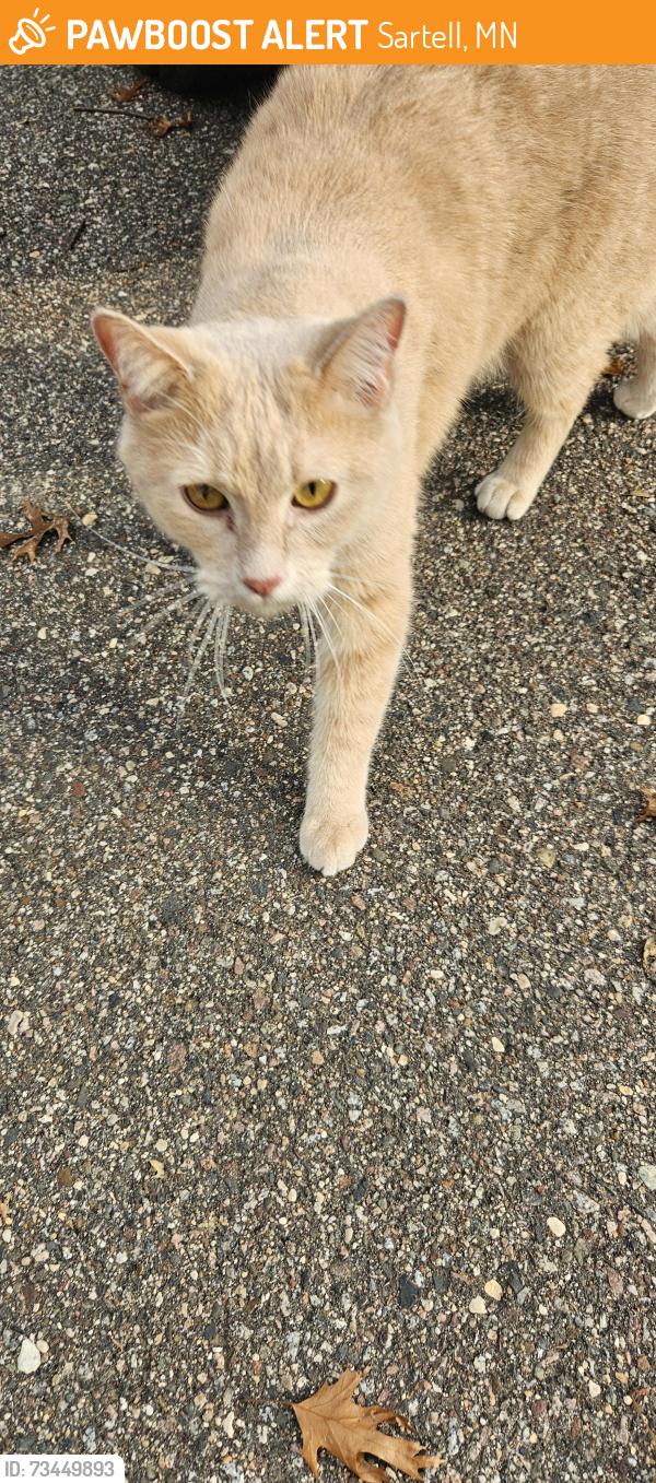 Found/Stray Unknown Cat last seen Not far from old mill in sartell, Sartell, MN 56377
