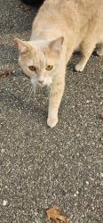 Found/Stray Unknown Cat last seen Not far from old mill in sartell, Sartell, MN 56377