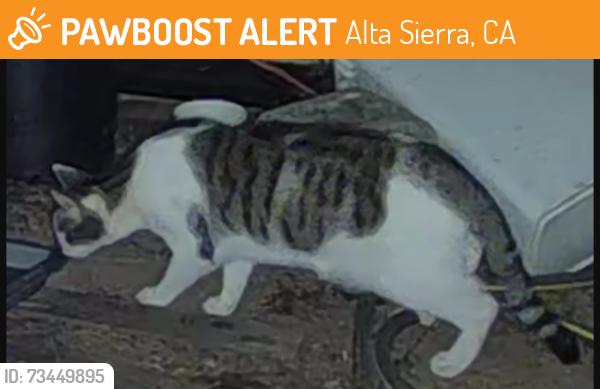 Found/Stray Unknown Cat last seen Ragan Way, Alta Sierra, CA 95949
