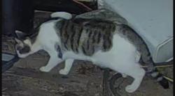 Found/Stray Unknown Cat last seen Ragan Way, Alta Sierra, CA 95949