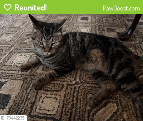 Reunited Male Cat last seen Corner of Indianola and Patterson, Columbus, OH 43202