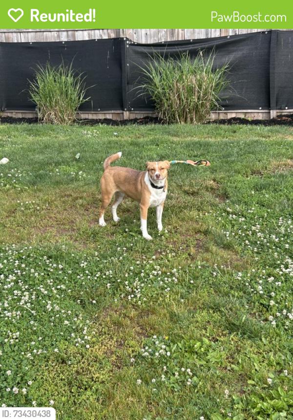 Reunited Female Dog last seen Church and Hancock St, Lansdale, PA 19446