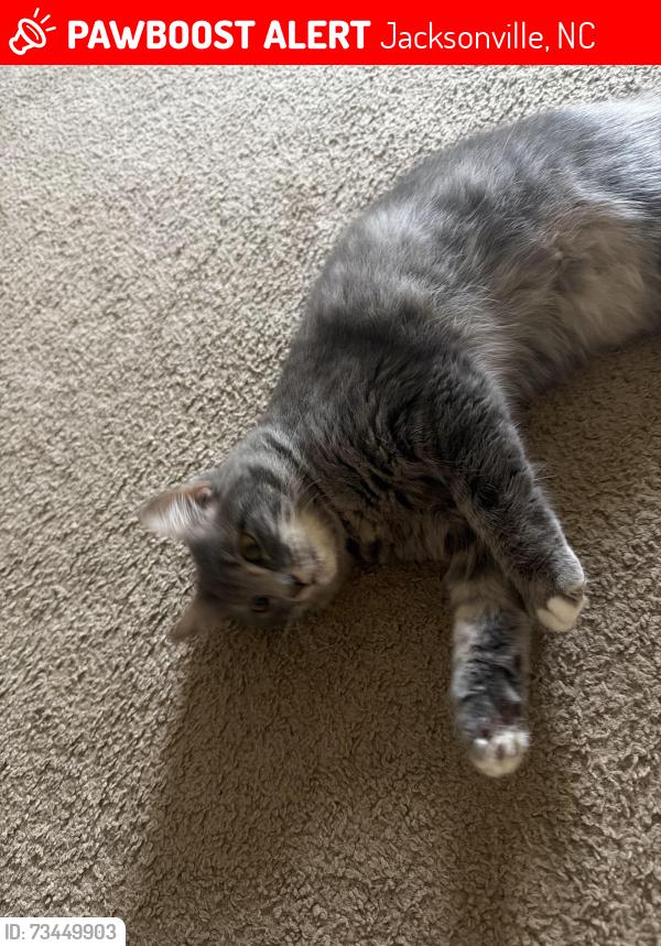 Lost Female Cat last seen Near meadowbrook ln, Jacksonville, NC 28543