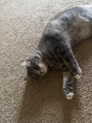 Lost Female Cat last seen Near meadowbrook ln, Jacksonville, NC 28543