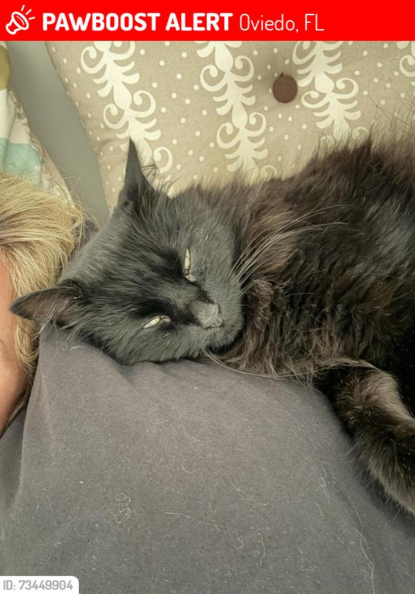 Lost Female Cat last seen Foxcroft, Oviedo, FL 32765