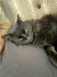 Lost Female Cat last seen Foxcroft, Oviedo, FL 32765
