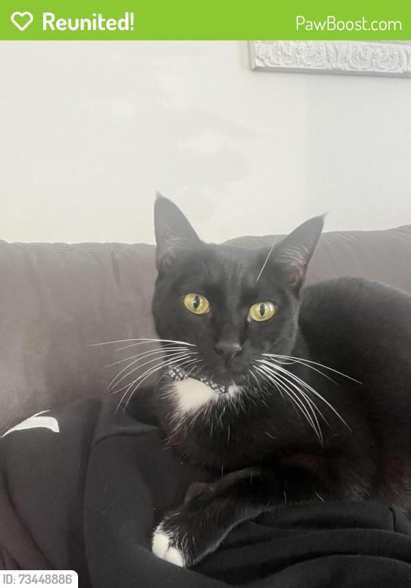 Reunited Male Cat last seen Willow and chestnut, Long Beach, CA 90806
