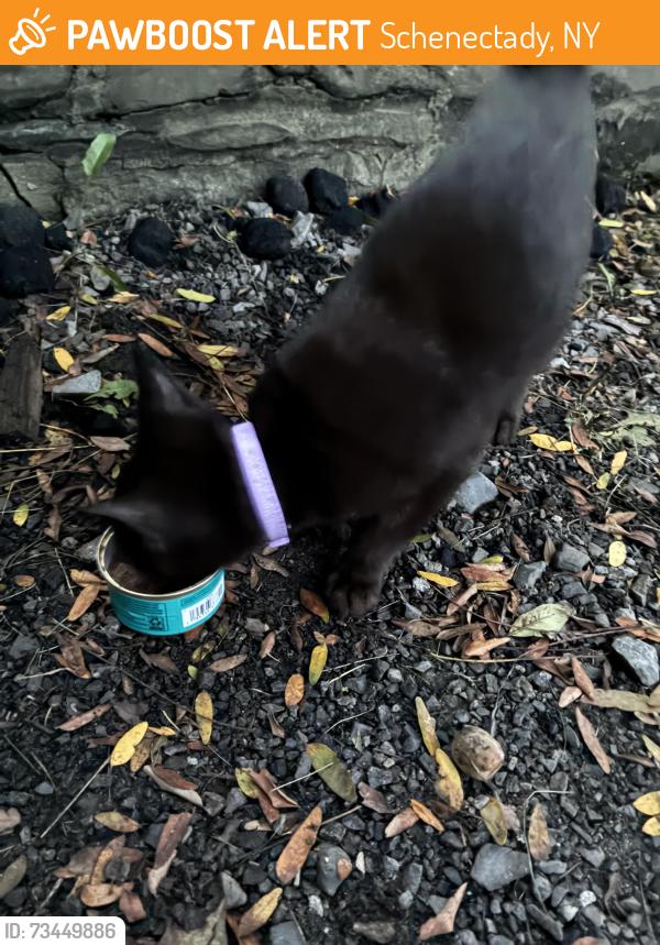 Found/Stray Unknown Cat last seen Oakland ave, Schenectady, NY 12308