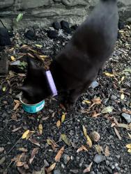 Found/Stray Unknown Cat last seen Oakland ave, Schenectady, NY 12308