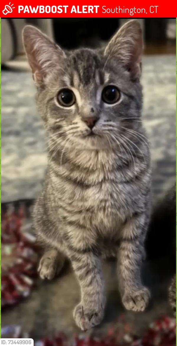 Lost Male Cat last seen South end rd, Southington, CT 06479