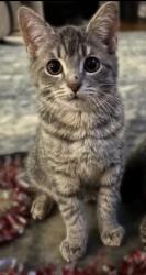 Lost Male Cat last seen South end rd, Southington, CT 06479