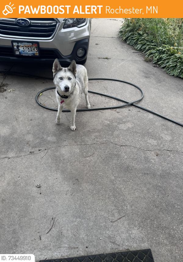 Found/Stray Female Dog last seen Old Abe Coffee, Rochester, MN 55901