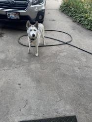 Found/Stray Female Dog last seen Old Abe Coffee, Rochester, MN 55901