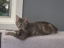 Reunited Male Cat last seen Summer Avenue and Park Avenue, Edgewater Park, NJ 08010
