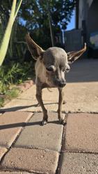 Reunited Female Dog last seen 55th Ave, olive, Glendale, AZ 85302