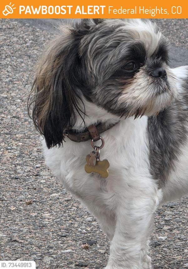 Found/Stray Unknown Dog last seen 96th and elm, Federal Heights, CO 80260
