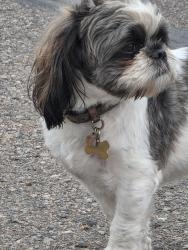 Found/Stray Unknown Dog last seen 96th and elm, Federal Heights, CO 80260