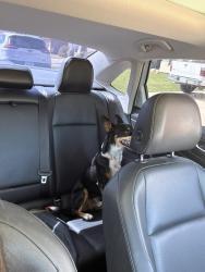 Found/Stray Male Dog last seen A canyon rim and Guadalupe, Mesa, AZ 85212