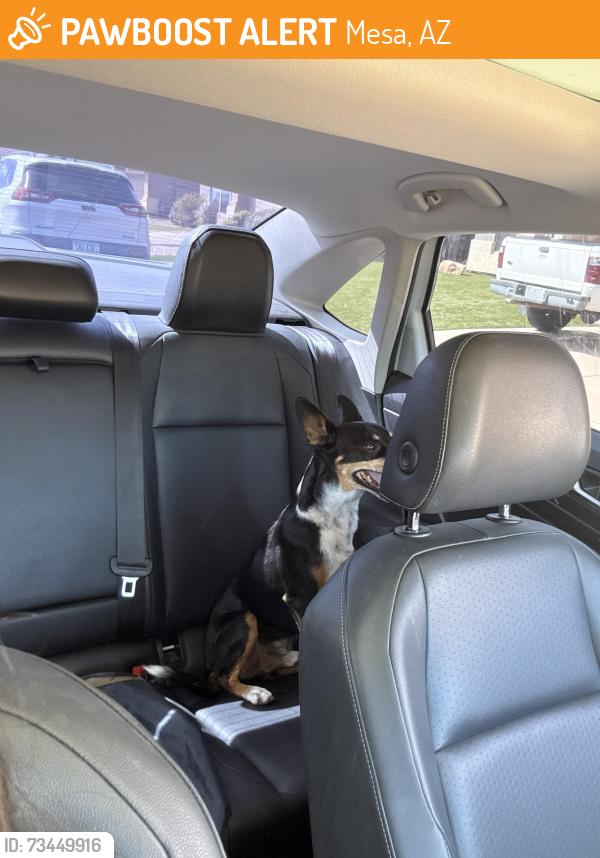 Found/Stray Male Dog last seen A canyon rim and Guadalupe, Mesa, AZ 85212