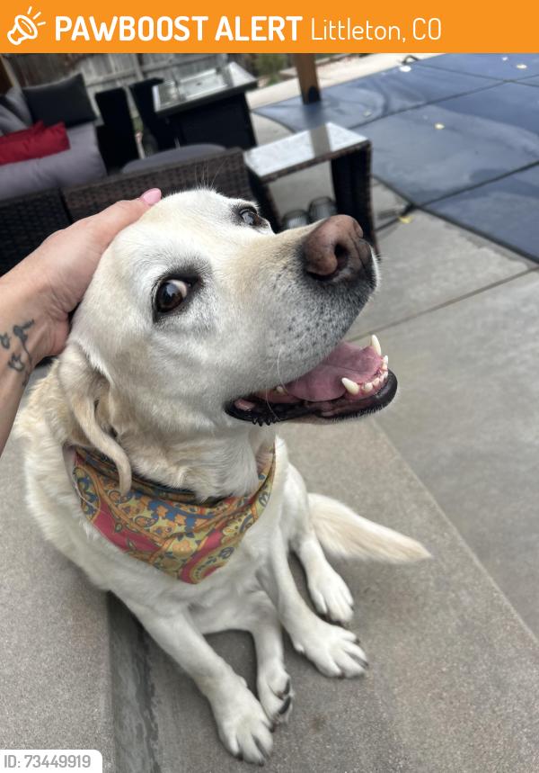Found/Stray Female Dog last seen Alamo and cross, Littleton, CO 80123